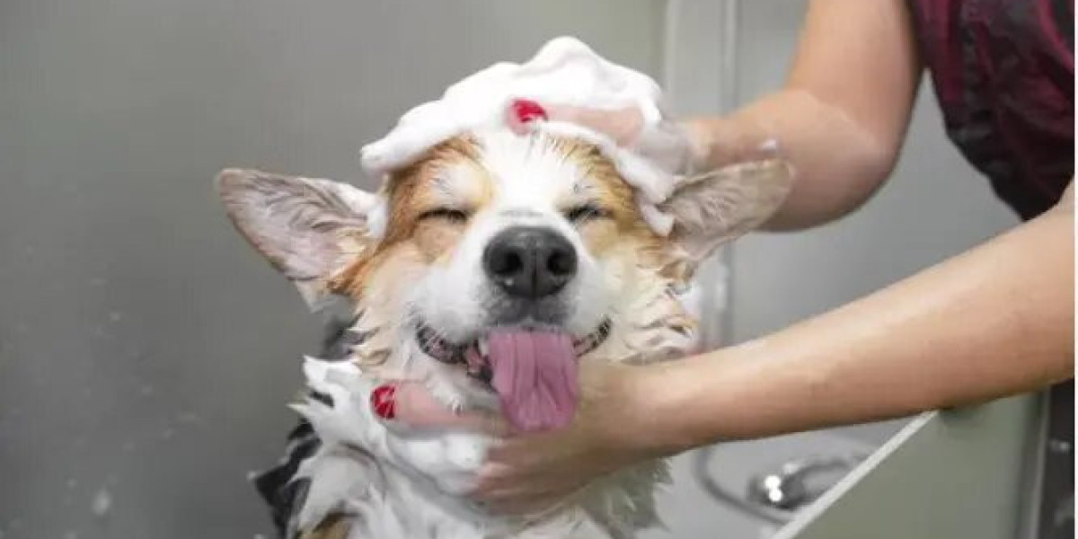 Unveiling the Art of Canine Pampering: A Guide to Dog Groomers in Sydney