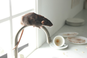 Rat Removal Pakenham, Mice, Rodent Control Pakenham