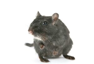 Rat Removal Blackburn, Mice, Rodent Control Blackburn