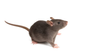 Rat Removal Frankston, Mice, Rodent Control Frankston