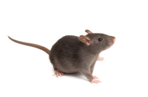 Rat Removal Brooklyn, Mice, Rodent Control Brooklyn