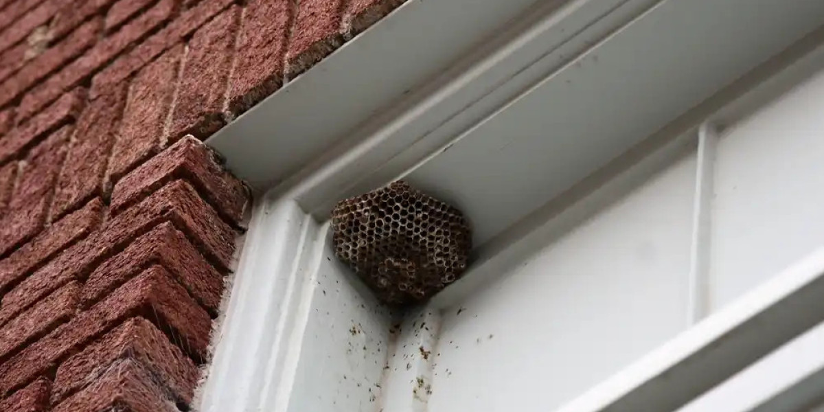 Swift and Safe Solutions: Professional Wasp Nest Removal in Melbourne