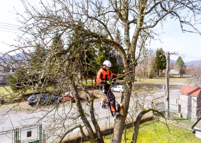 Tree Felling North London | Tree Felling Hertfordshire - KW Tree Care