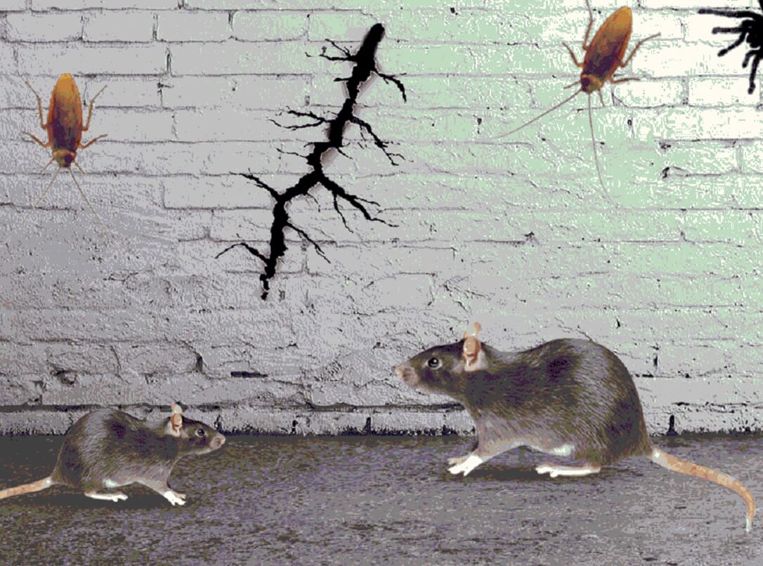 Rodent Control Services in Detroit MI - Pest City USA Southfield