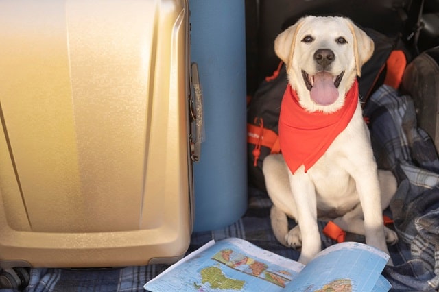 Guide on Flight Charges For Pets in India: Traveling with Your Pet - OK Easy Life