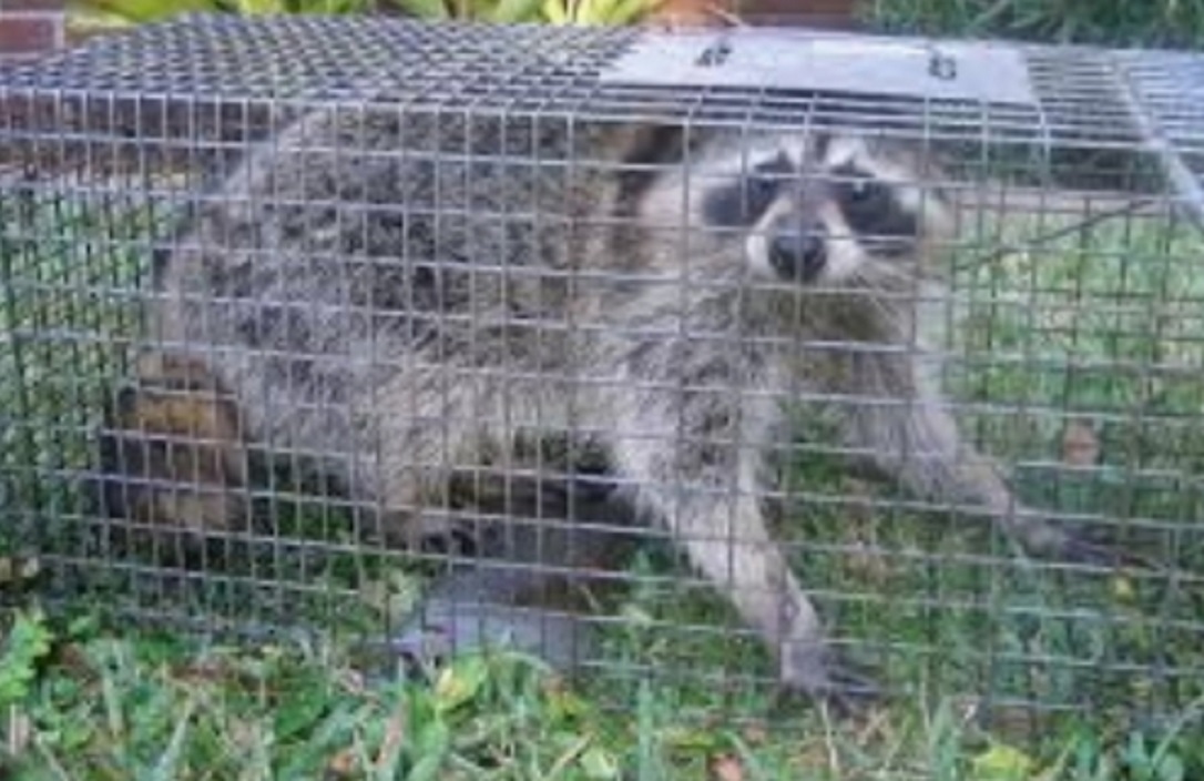 Wildlife control Detroit | Raccoon Removal Detroit Pest City USA