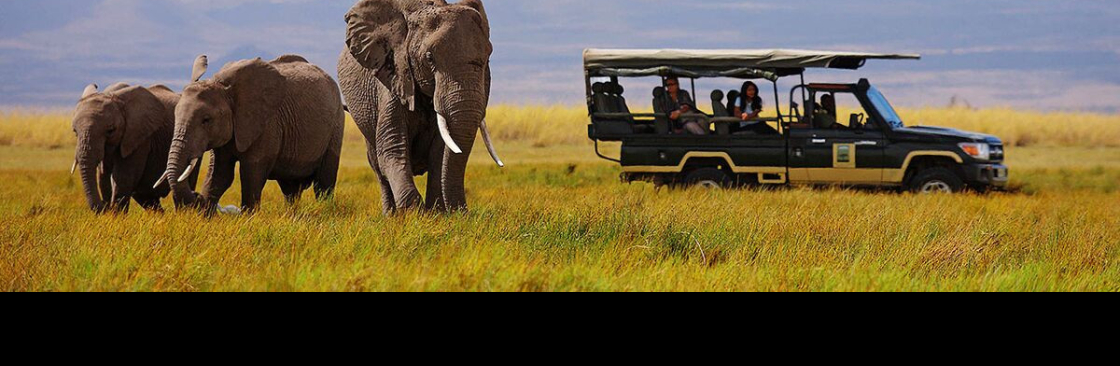 Cheetah Safaris Cover Image