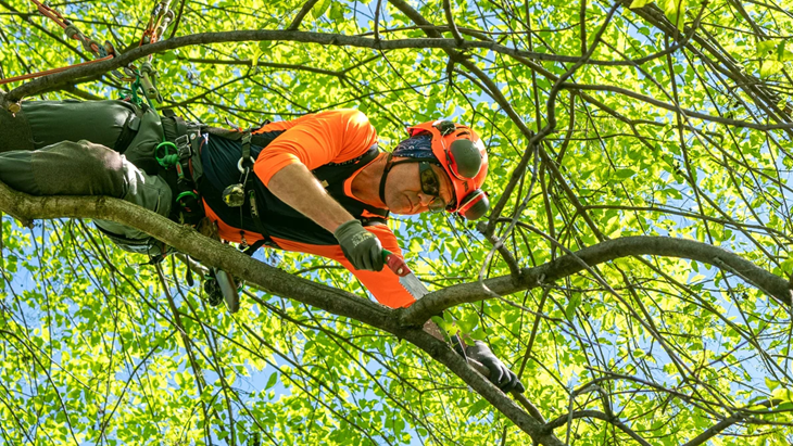 A Simple Guide to Keeping Your Trees Healthy |